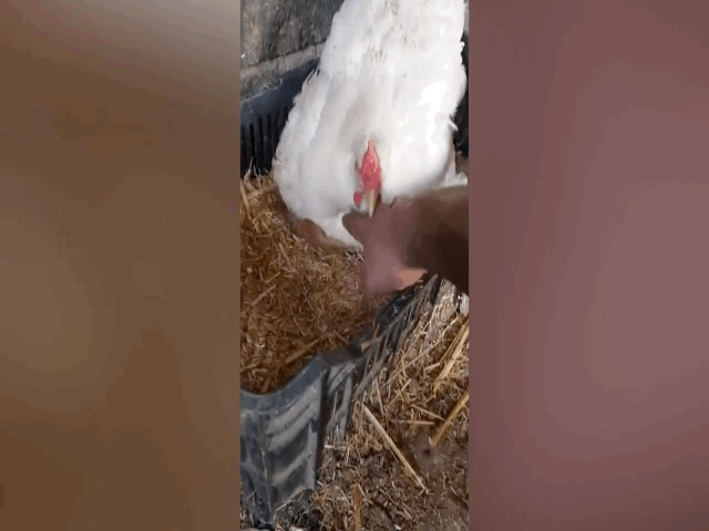 video hanh dong cho che 3 con meo cua ga mai khien nguoi xem phi cuoi