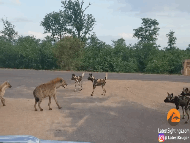 Video: Mẹ con linh cẩu bị cả đàn chó hoang vây hãm