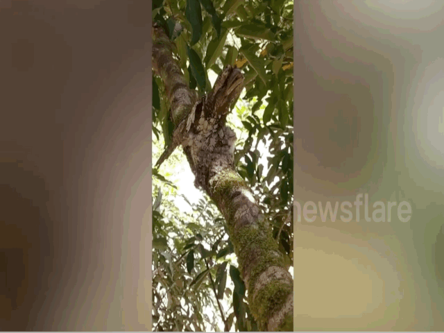 video chim la an minh hoan hao nhu bac thay nguy trang