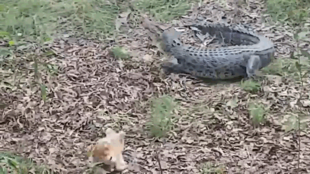 video bi cho can nha tan cong ca sau khong lo hoang hon thao chay