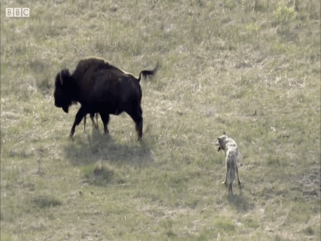 Video: Bò rừng chiến đấu ngoan cường với bầy sói để bảo vệ con