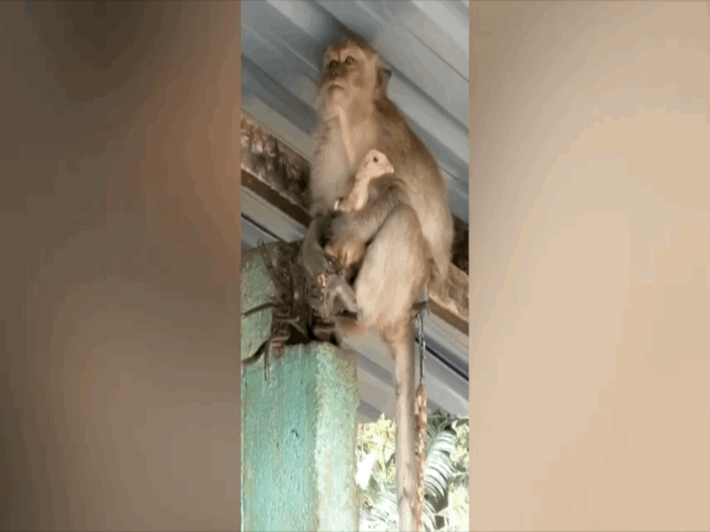 Video: Kỳ lạ con khỉ mang theo gà lên nóc nhà