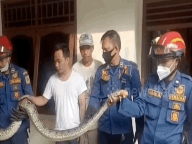 video kich tinh canh bat con tran dai 6 met tron trong nha dan