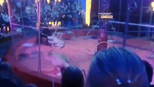 Video: Sư tử cái bất ngờ nổi điên tấn công HLV trong lúc biểu diễn