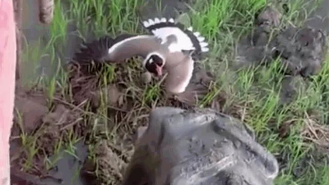 video chim lieu chet dung bao ve trung truoc banh may cay