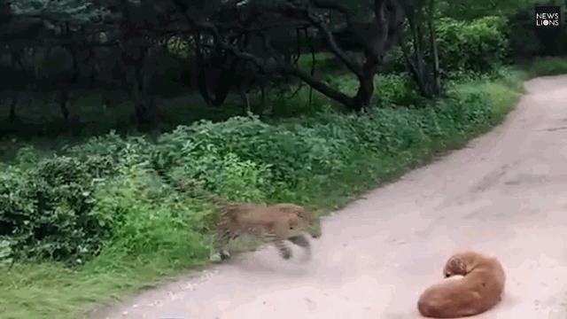 video bi bao hoa mai phuc kich bat ngo cho hoang bat day phan don