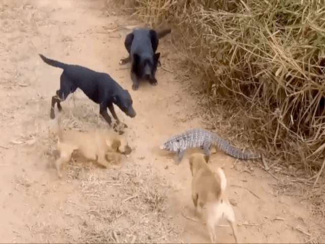 video bi dan cho hoang dan tran bao vay than lan dung chieu doc danh phu dau