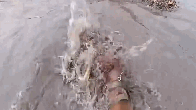 video cho pitbull ha guc sat thu dam lay chi sau vai phut