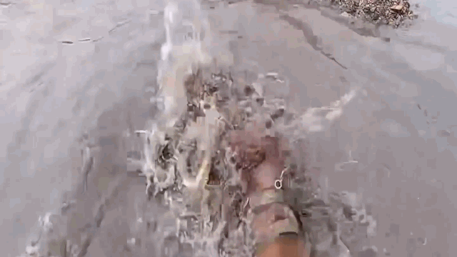 Video: Chó Pitbull hạ gục sát thủ đầm lầy chỉ sau vài phút