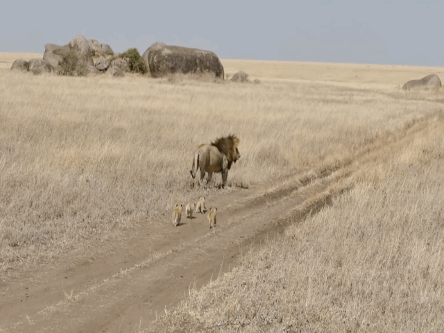 Video: Sư tử đực phát rồ vì bị sư tử con lẽo đẽo bám theo