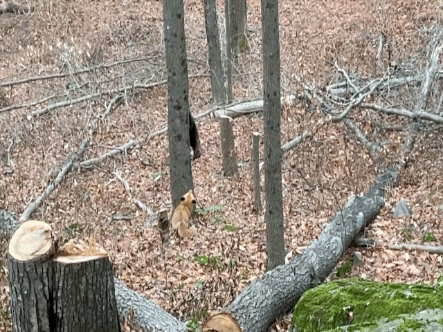 video cao gia bat luc duoi theo rai ca khon loi trong vo vong