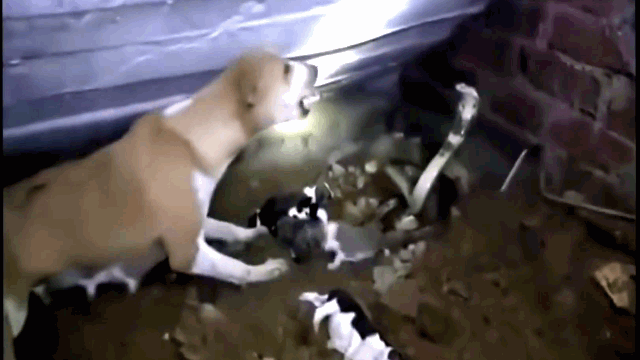 video con bi ho mang can chet cho me lieu minh lao vao tu chien voi ke thu