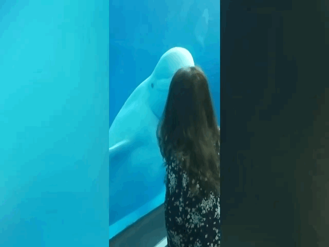 video ca voi trang bat ngo hu doa khach tham quan