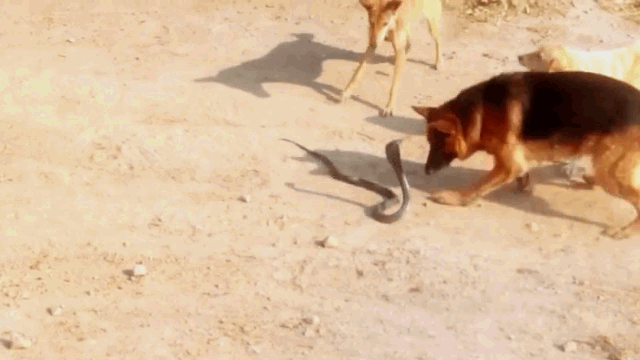video ho mang chua tu chien voi ba cho nha va cai ket