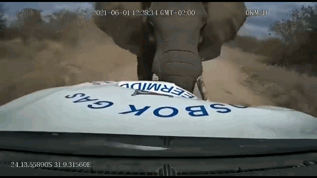 Video: Voi rừng "nổi điên", hùng hổ húc tung nắp capo ô tô