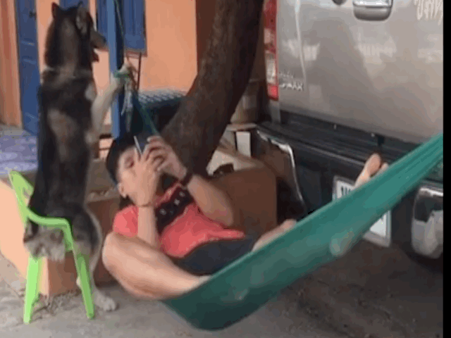 Video: Chú chó Husky miệt mài đu võng cho chủ lười biếng