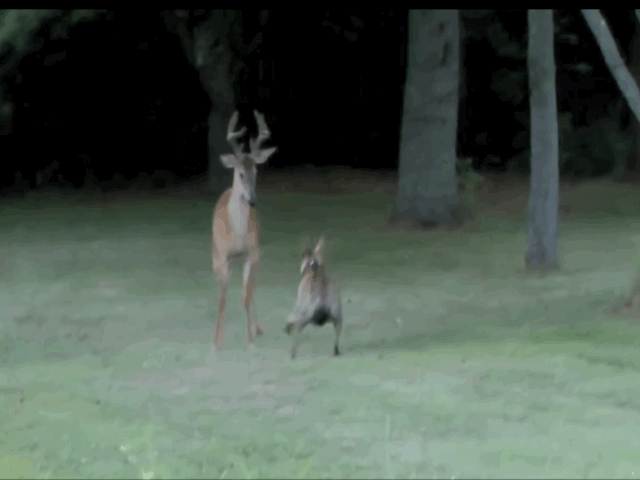 video huou mo vao vuon nha dan an co khong may cham mat pitbull