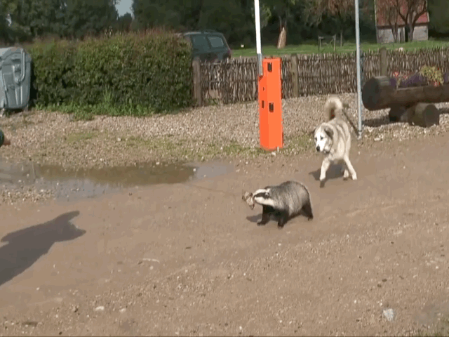 Video: Chó nhiệt tình đuổi chú lửng sổng chuồng và cái kết hài hước