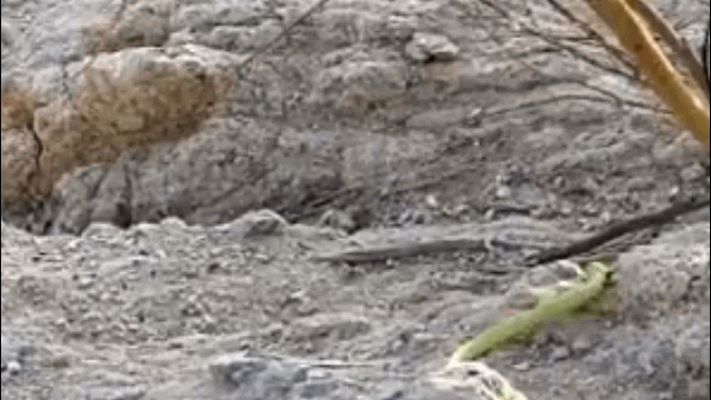 Video: Bị bắn đứt đôi thân, hổ mang vẫn ngóc đầu tháo chạy