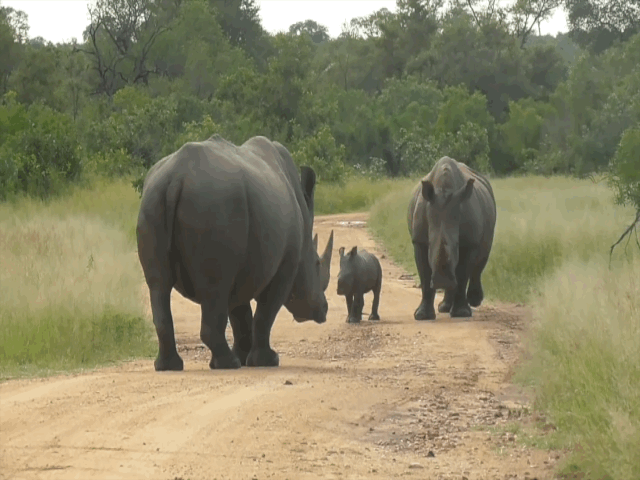 Video: Tê giác đực lúng túng đi giật lùi khi đối diện con non
