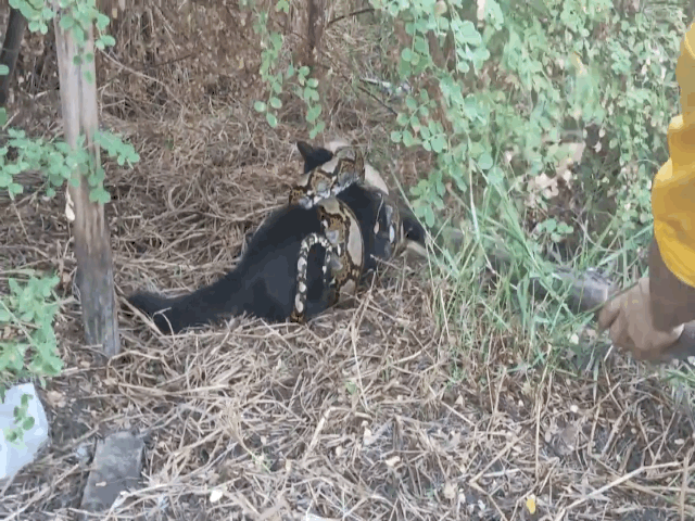 Video: Kịp thời giải cứu mèo đen bị trăn khủng siết cổ