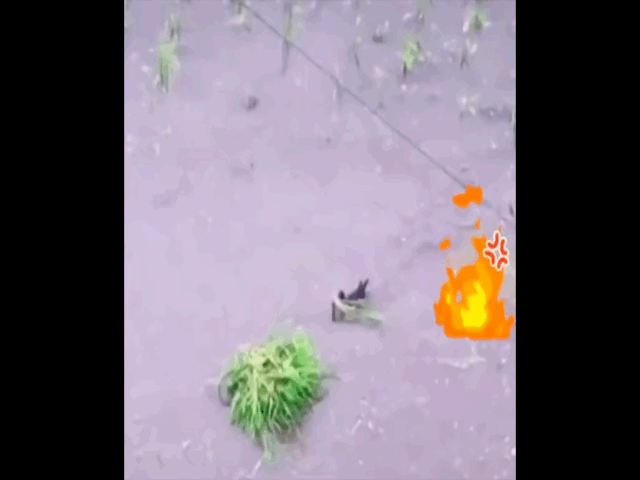 Video: Chú vịt "lầy lội" ngang nhiên nhổ hết lúa vừa cấy