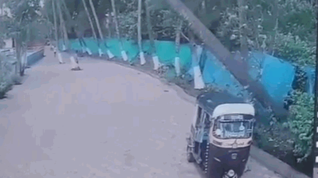 Camera giao thông: Cây dừa bật gốc đột ngột đè bẹp xe 3 bánh, tài xế thoát nạn khó tin