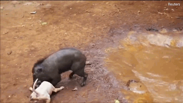 video lon rung dai chien cho pitbull