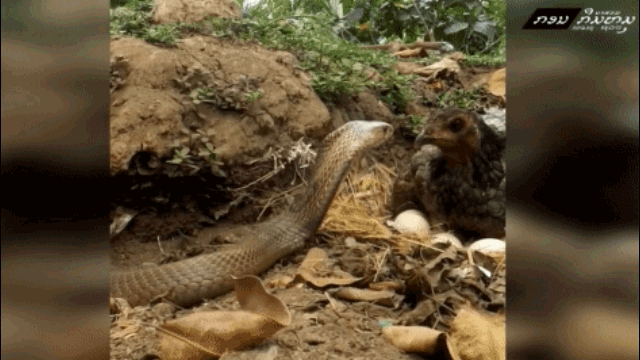 video ga me lao vao huyet chien voi ho mang de bao ve trung