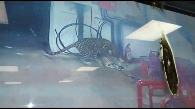 video mai quyet chien voi bao hoa cho me bi bat mat dan con