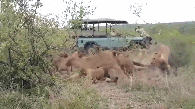 video trau rung bat ngo phan don khien bay su tu kinh hai