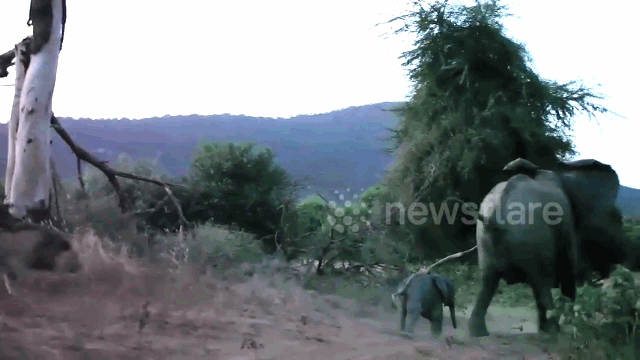 Video: Hùng hổ săn voi con, sư tử đực bị voi mẹ dọa khiếp vía rụng rời