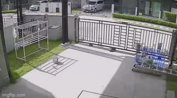 video chu rua tinh ranh tu mo cong de ra duong choi