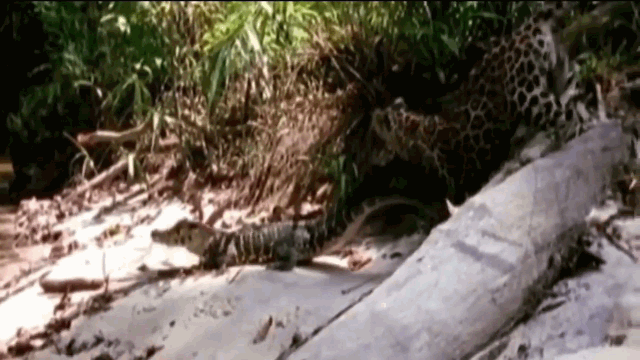 video co tinh choc gian sat thu bao dom nhan ket cuc dau don