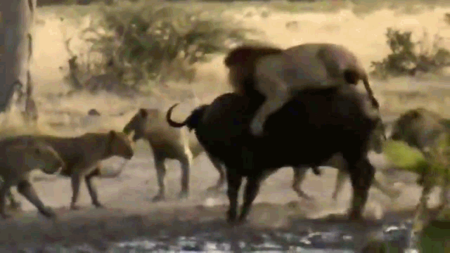 video trau rung mot minh can ca bay su tu