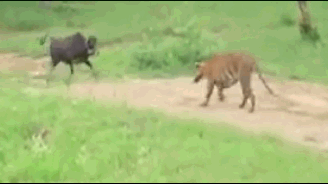 Video: Quay lại đối đầu hổ dữ, bò đực nhận ngay cái kết thảm
