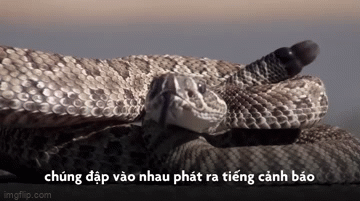 Video: Cận cảnh loài rắn độc có thể mải miết rung đuôi suốt 3 tiếng đồng hồ