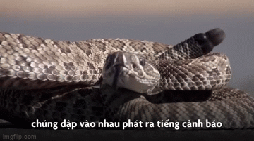video can canh loai ran doc co the mai miet rung duoi suot 3 tieng dong ho