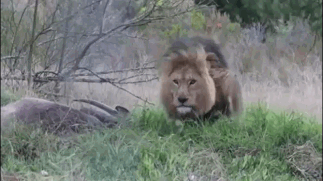 Video: Bị làm phiền, sư tử giận dữ tấn công người quay phim