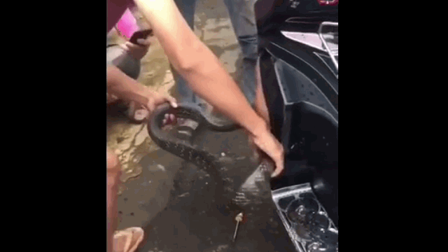 Video: Thót tim cảnh người đàn ông dùng tóm cổ rắn "khủng" nấp trong xe máy