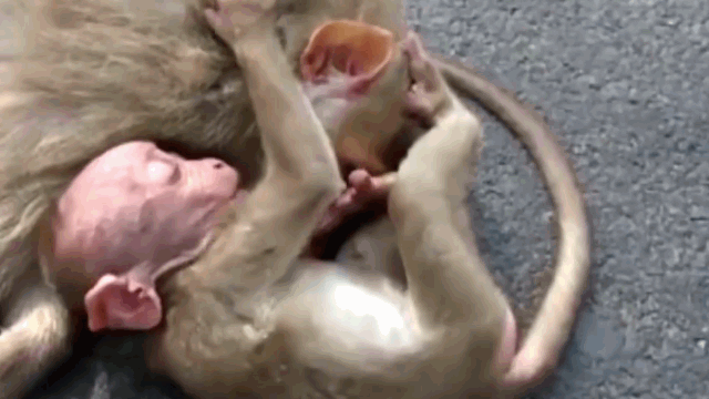 video khi con gao khoc om chat khi me bi xe dam giua cao toc