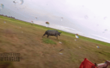 video trau rung hung du bi truc thang va 2 chiec xe ap sat ruot duoi nhu phim