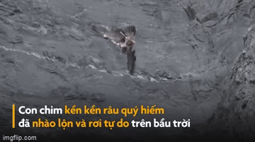 video ken ken rau quy hiem trinh dien tuyet ky roi tu do