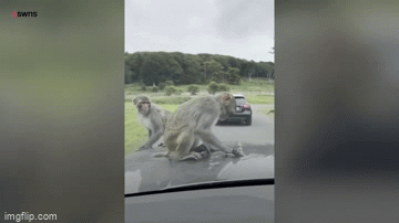 Video: Đàn khỉ hoang bất ngờ ùa tới vây chặt quanh xe du khách