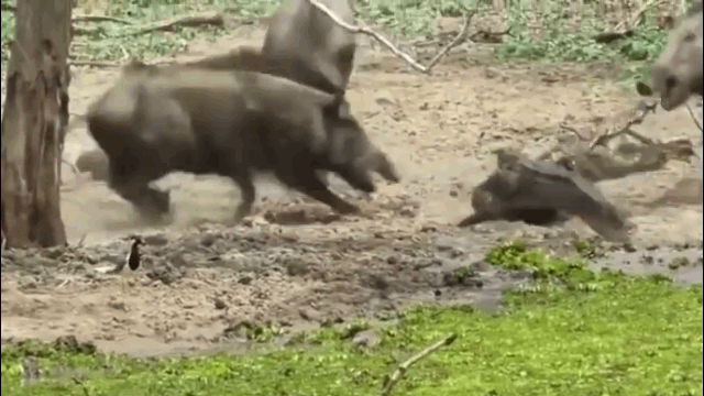 video bay lon rung tu chien sat thu dam lay de bao ve dan con