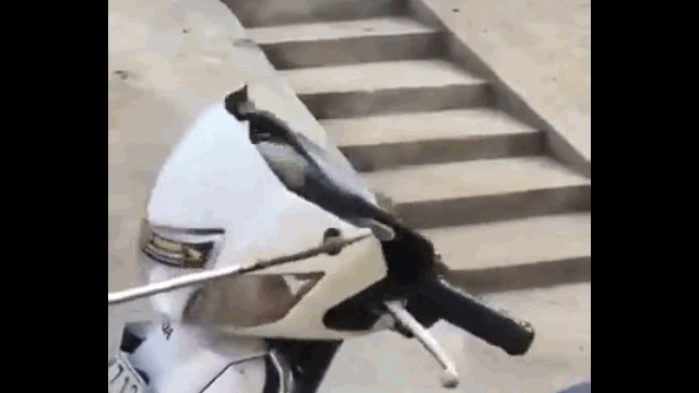 Video: Hổ mang lao ra khỏi đầu xe máy rồi tấn công người