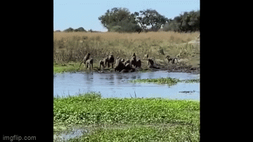 Video: Khỉ đầu chó hợp sức tấn công cá sấu để giải cứu đồng loại