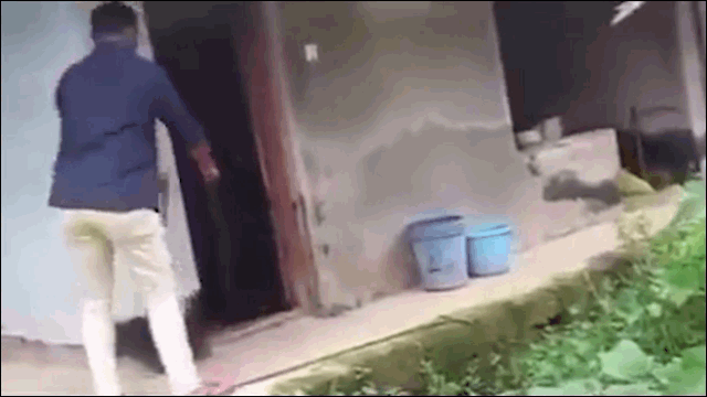 video bi nam duoi ran ho mang chua doa nguoi dan ong khiep via