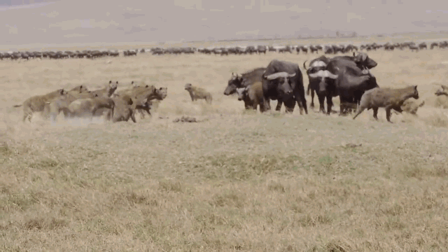 Video: Đàn linh cẩu 20 con "dàn trận" săn nghé và cái kết muối mặt
