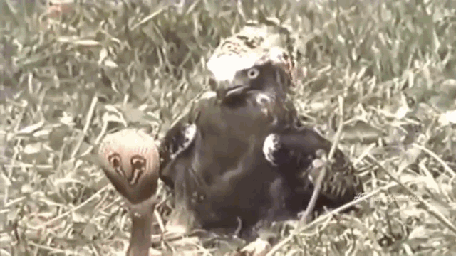 video ho mang chua tu chien dai bang va cai ket bat ngo